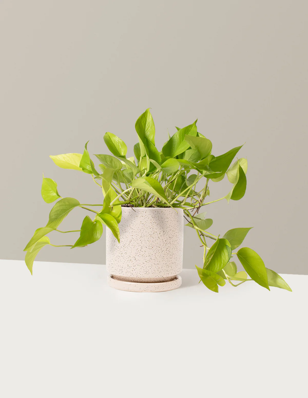 Pothos Neon - Image 14