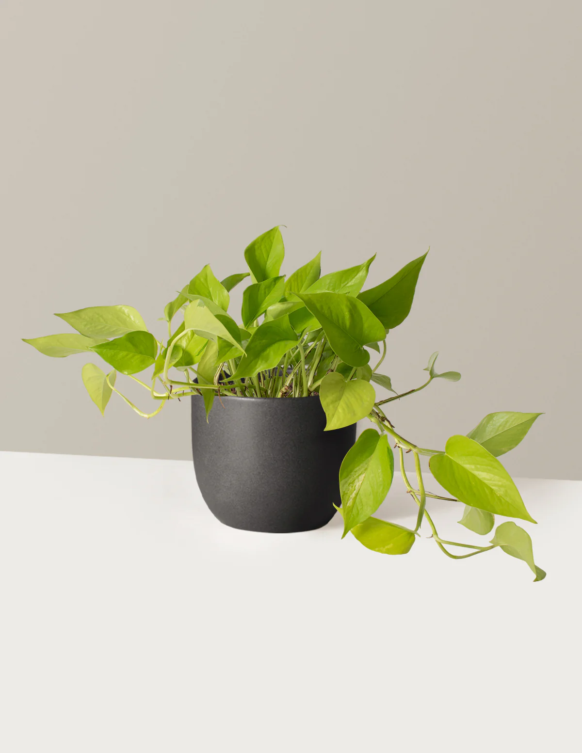 Pothos Neon - Image 15