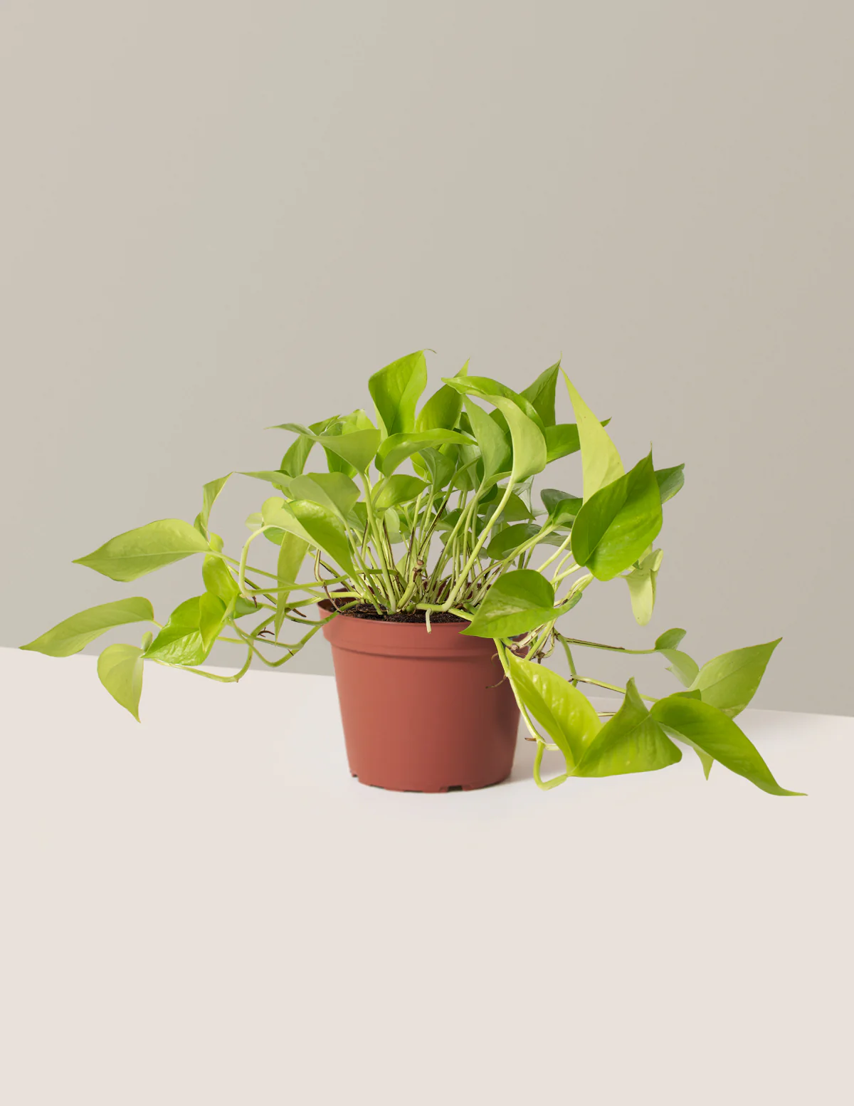 Pothos Neon - Image 16