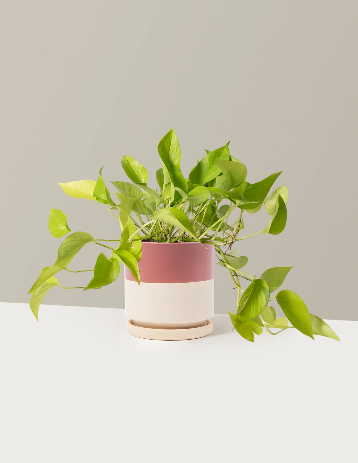 Pothos Neon - Image 17