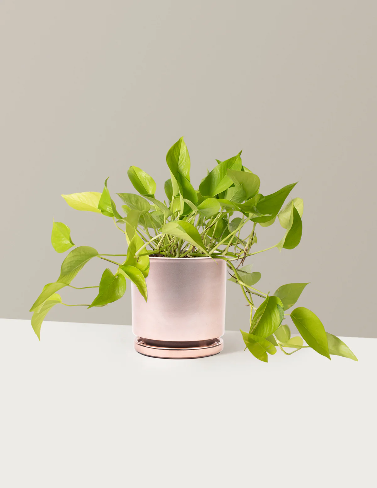 Pothos Neon - Image 18