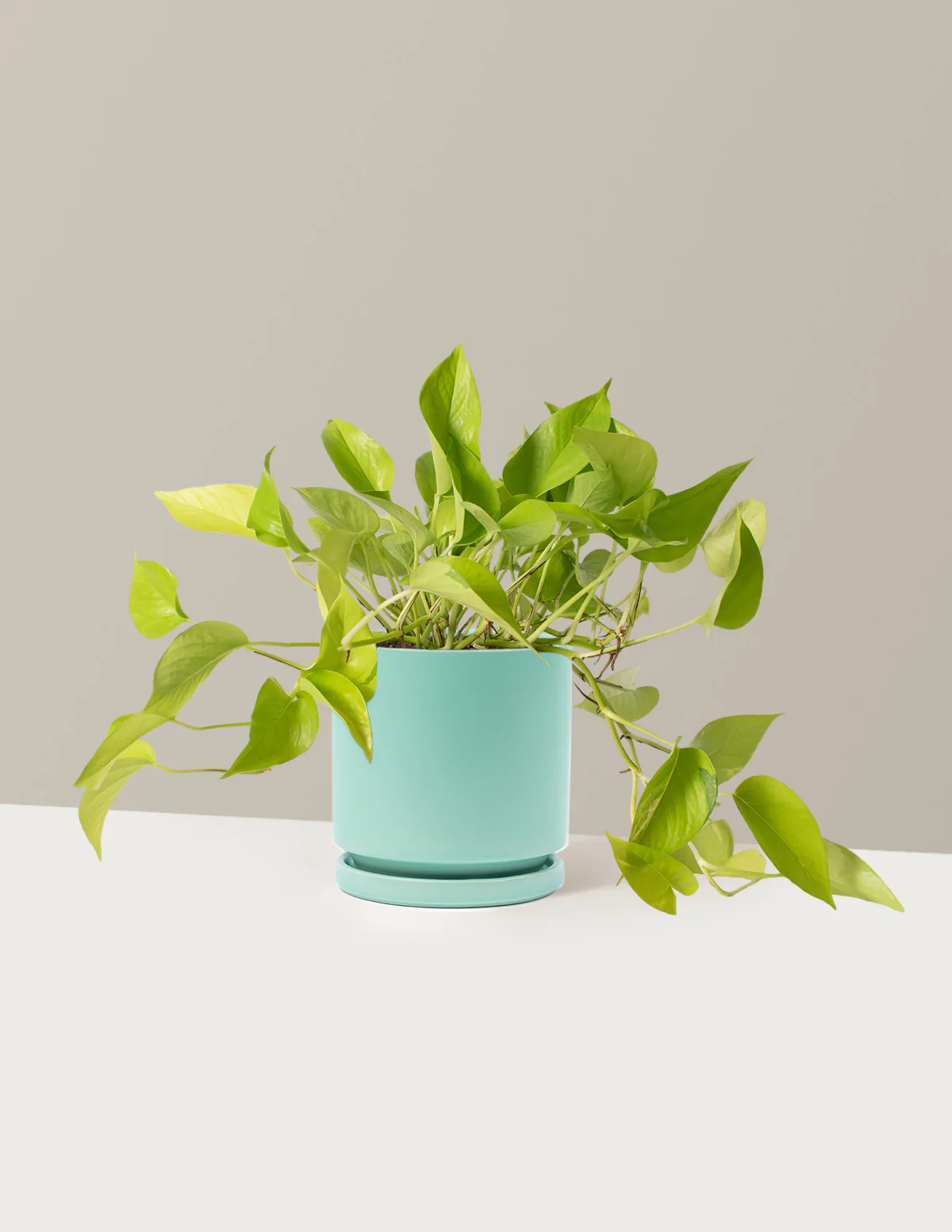 Pothos Neon - Image 19