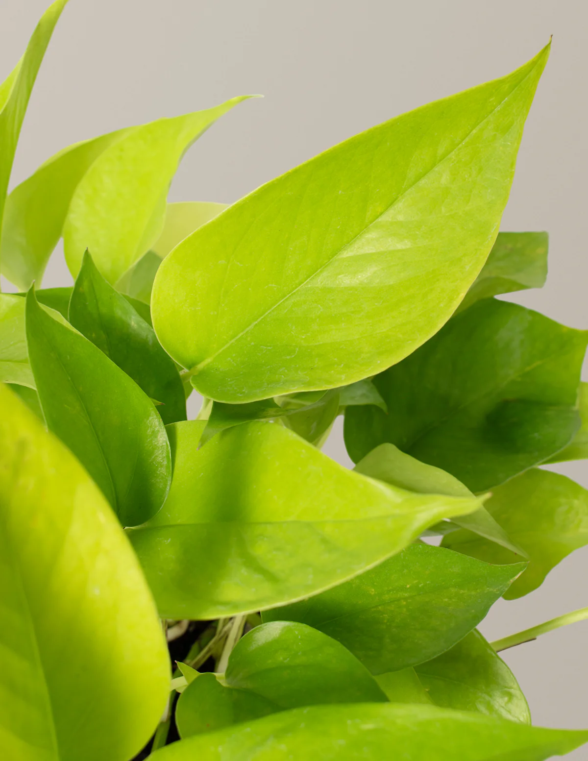 Pothos Neon - Image 3