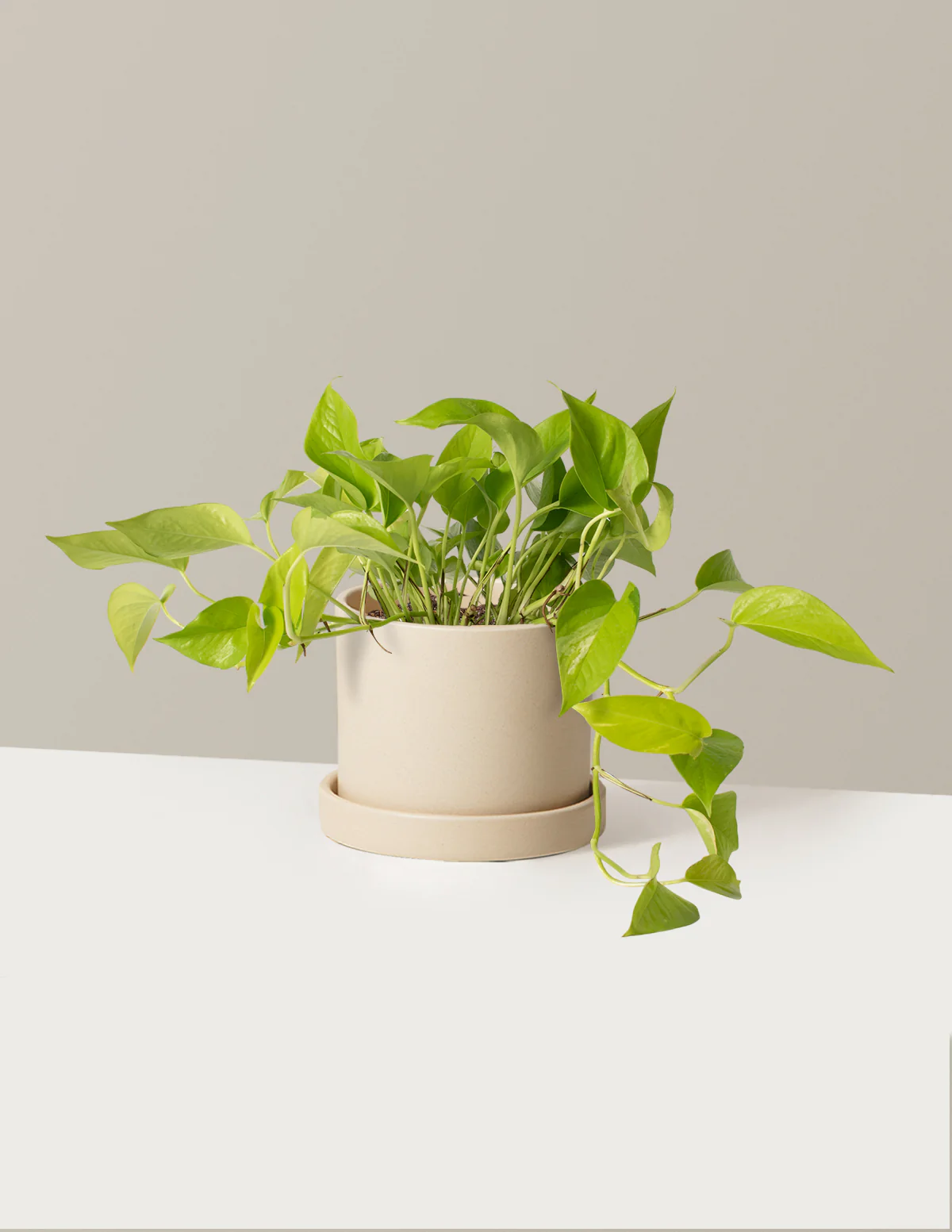 Pothos Neon - Image 4