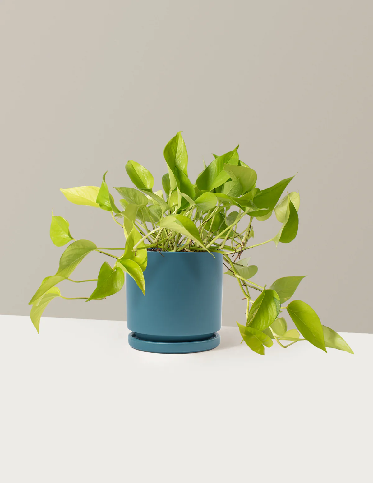 Pothos Neon - Image 5