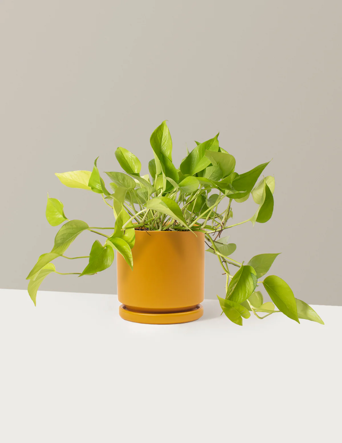Pothos Neon - Image 6
