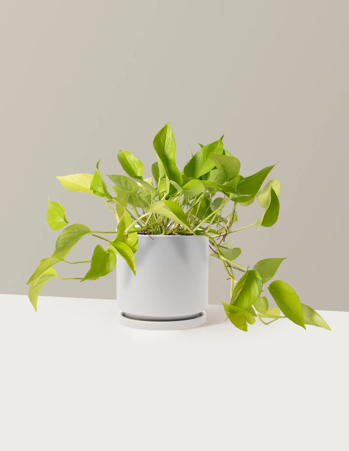 Pothos Neon - Image 7