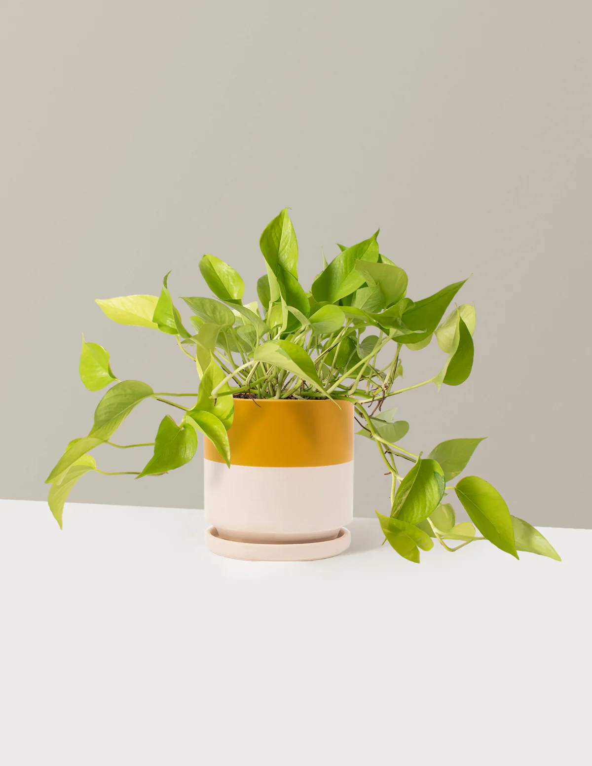 Pothos Neon - Image 8