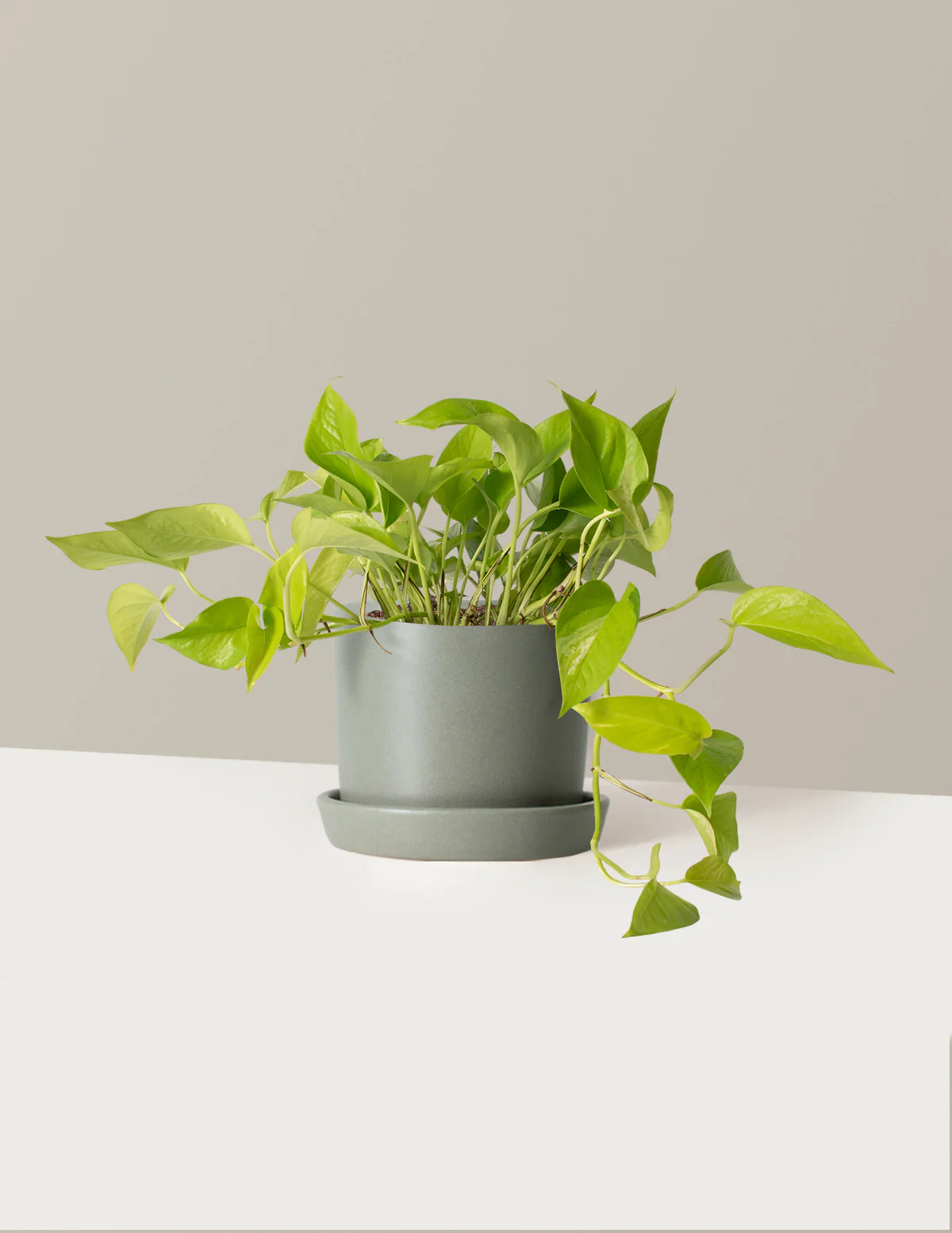 Pothos Neon - Image 9