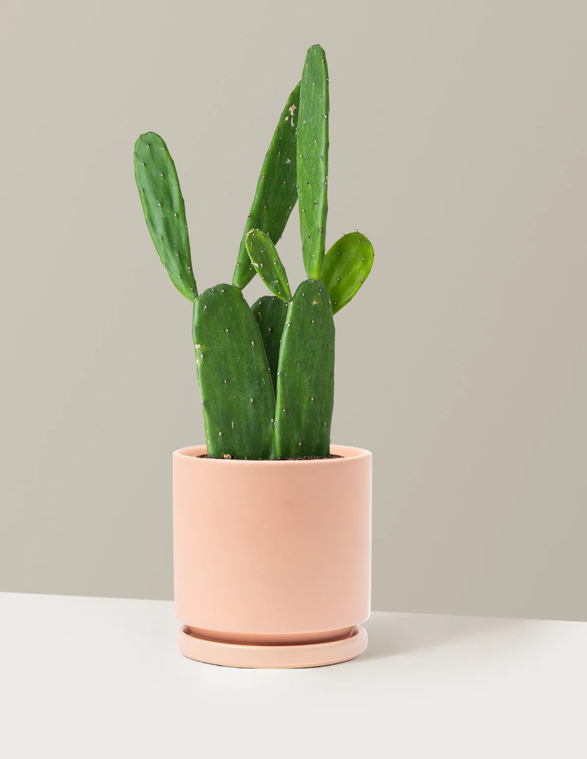 Prickly Pear Cactus - Image 20