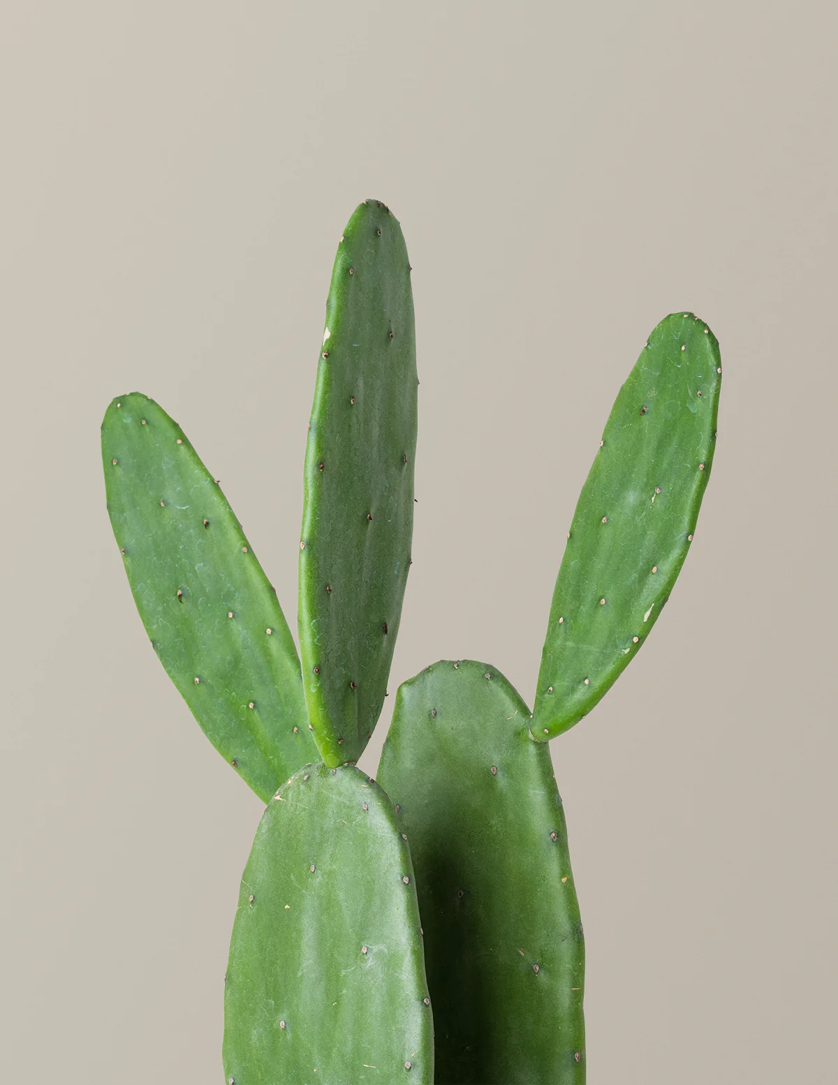 Prickly Pear Cactus - Image 5