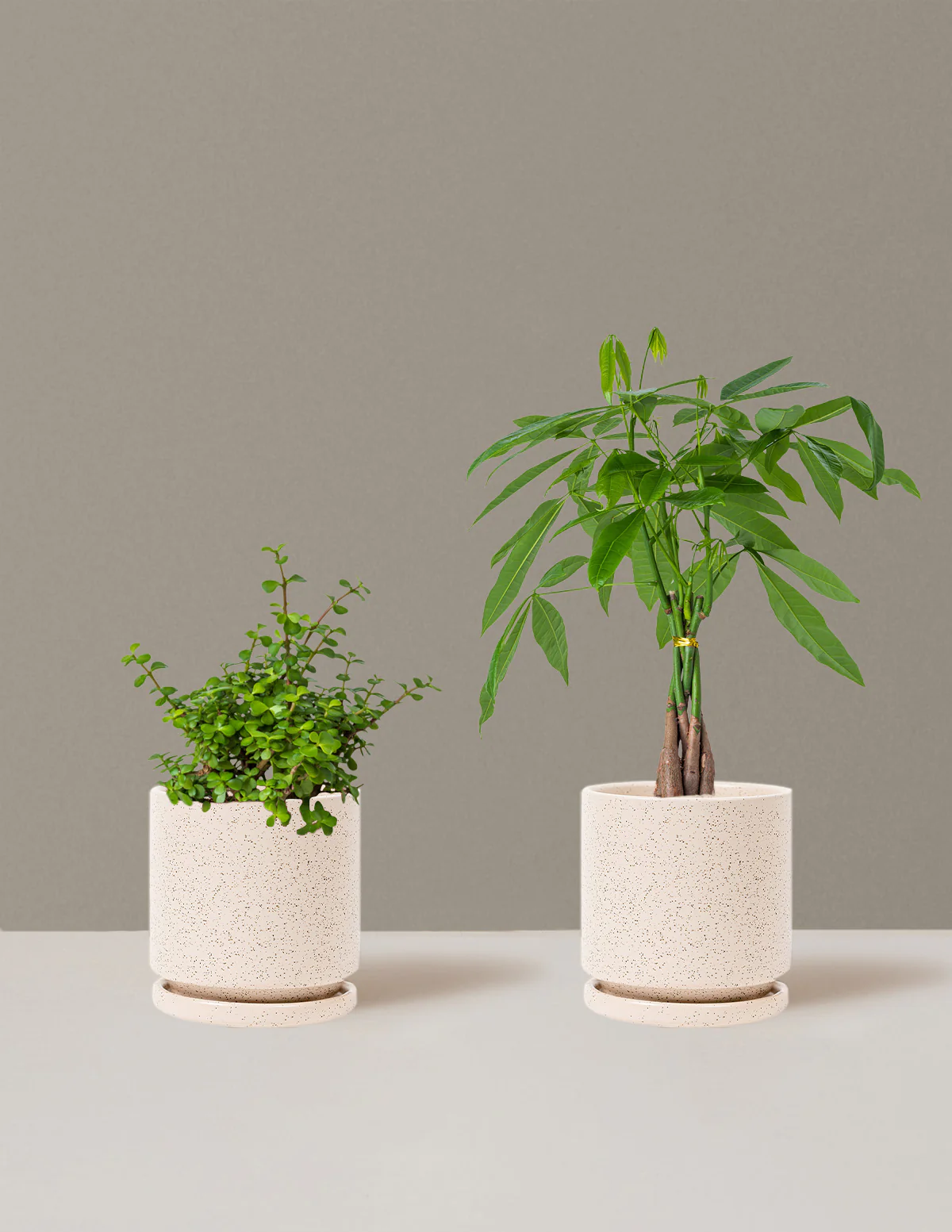 Prosperity Duo - Image 23