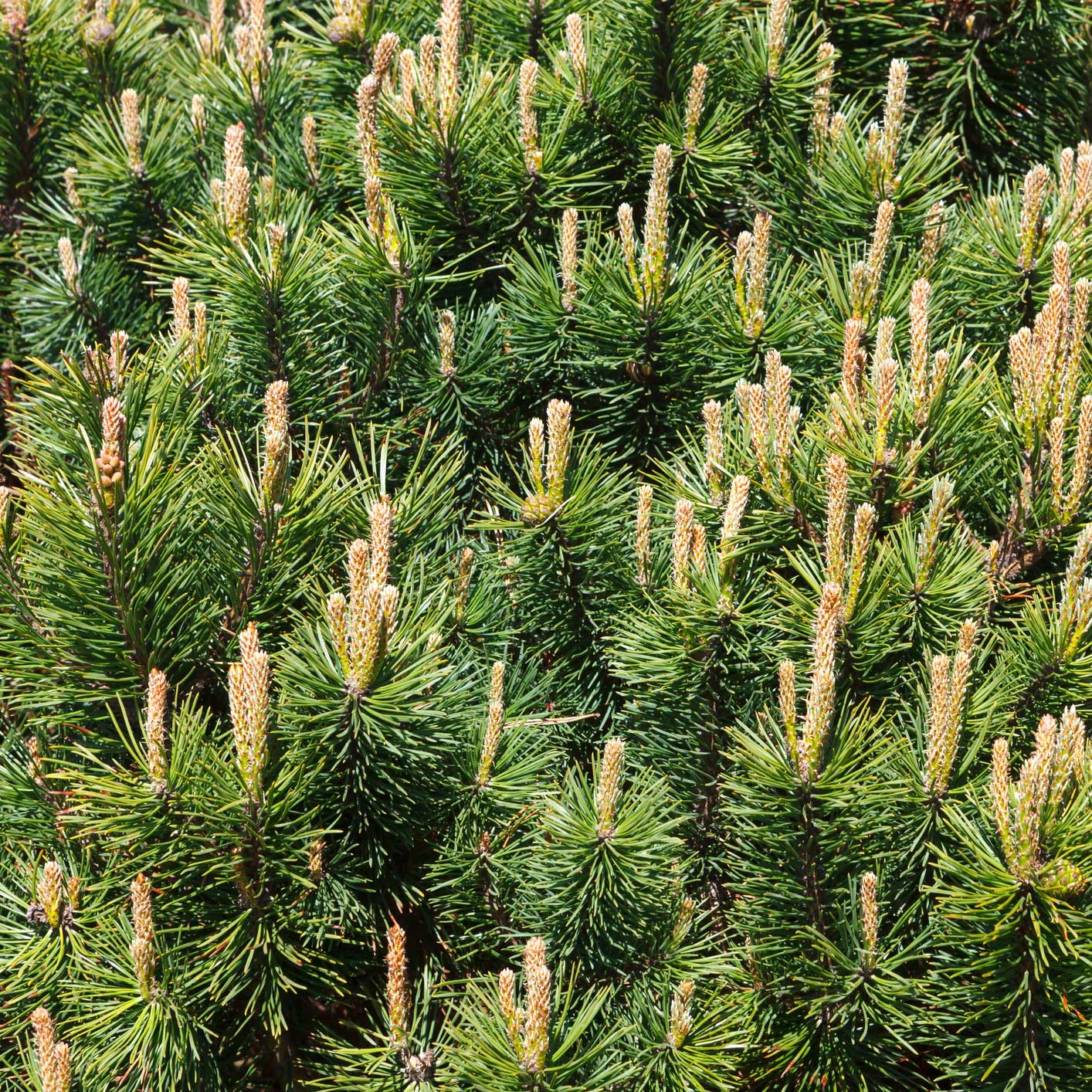 Pumillio Mugho Pine - Image 4