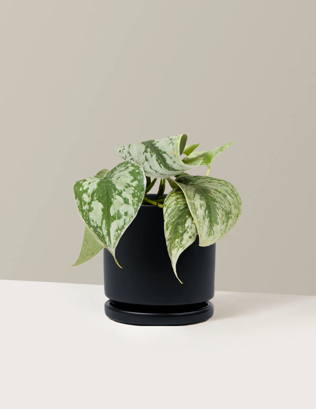 Satin Pothos - Image 20