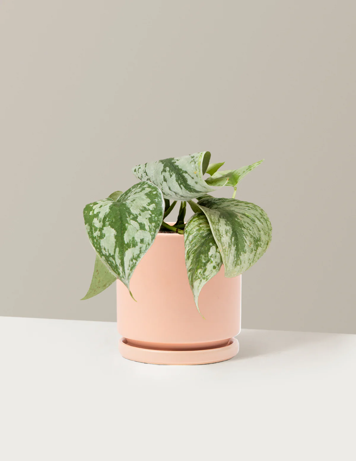 Satin Pothos - Image 25