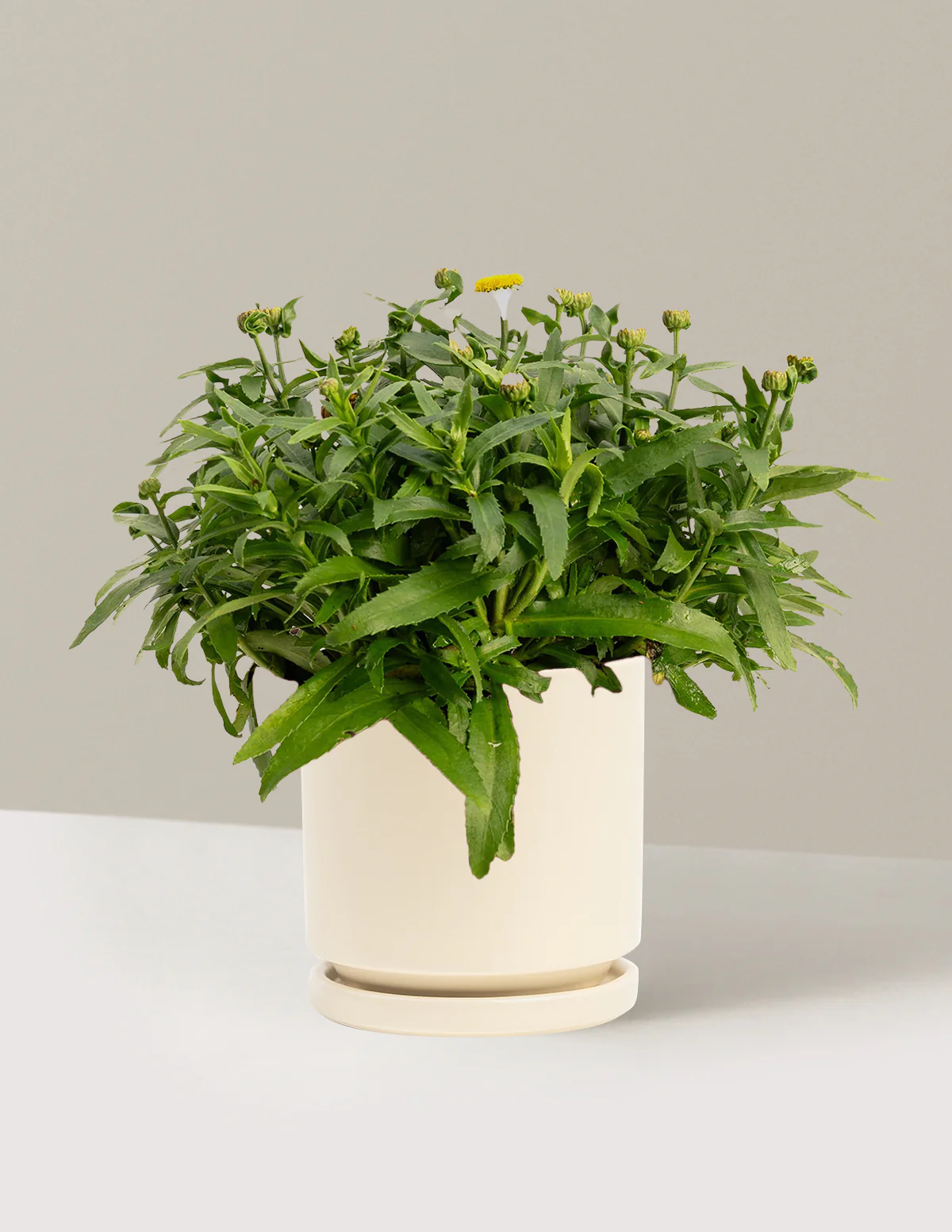 Shortstop™ Shasta Daisy - Image 10