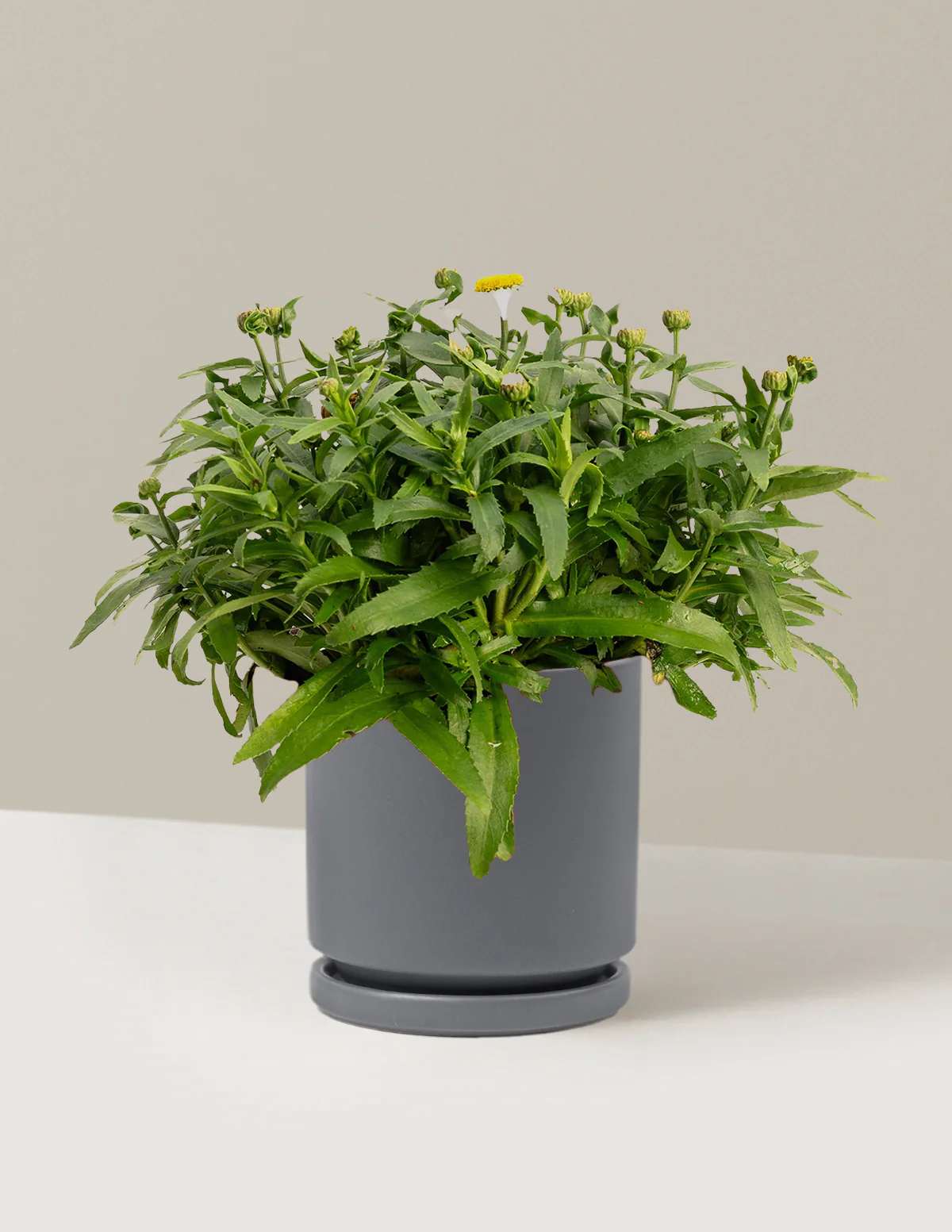 Shortstop™ Shasta Daisy - Image 11
