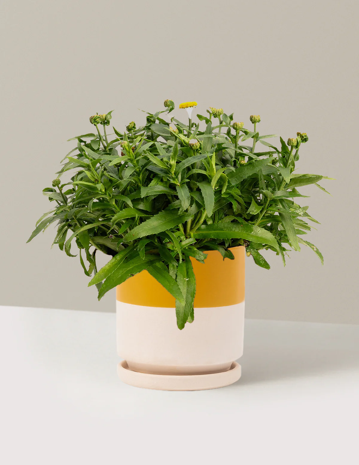 Shortstop™ Shasta Daisy - Image 12