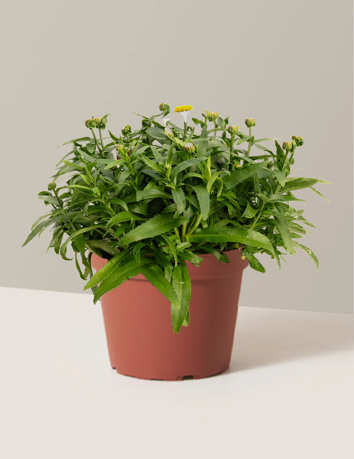 Shortstop™ Shasta Daisy - Image 3