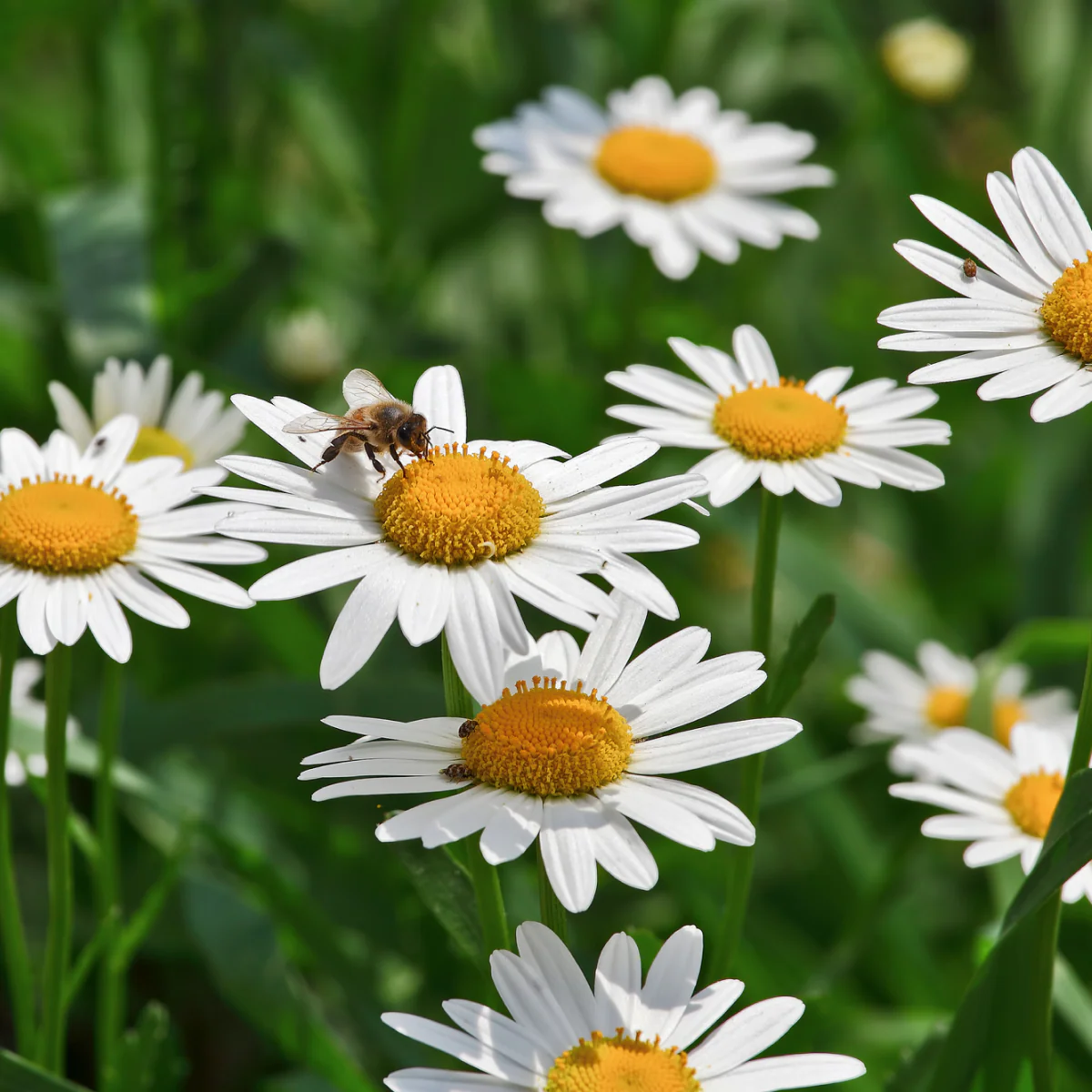 Shortstop™ Shasta Daisy - Image 4