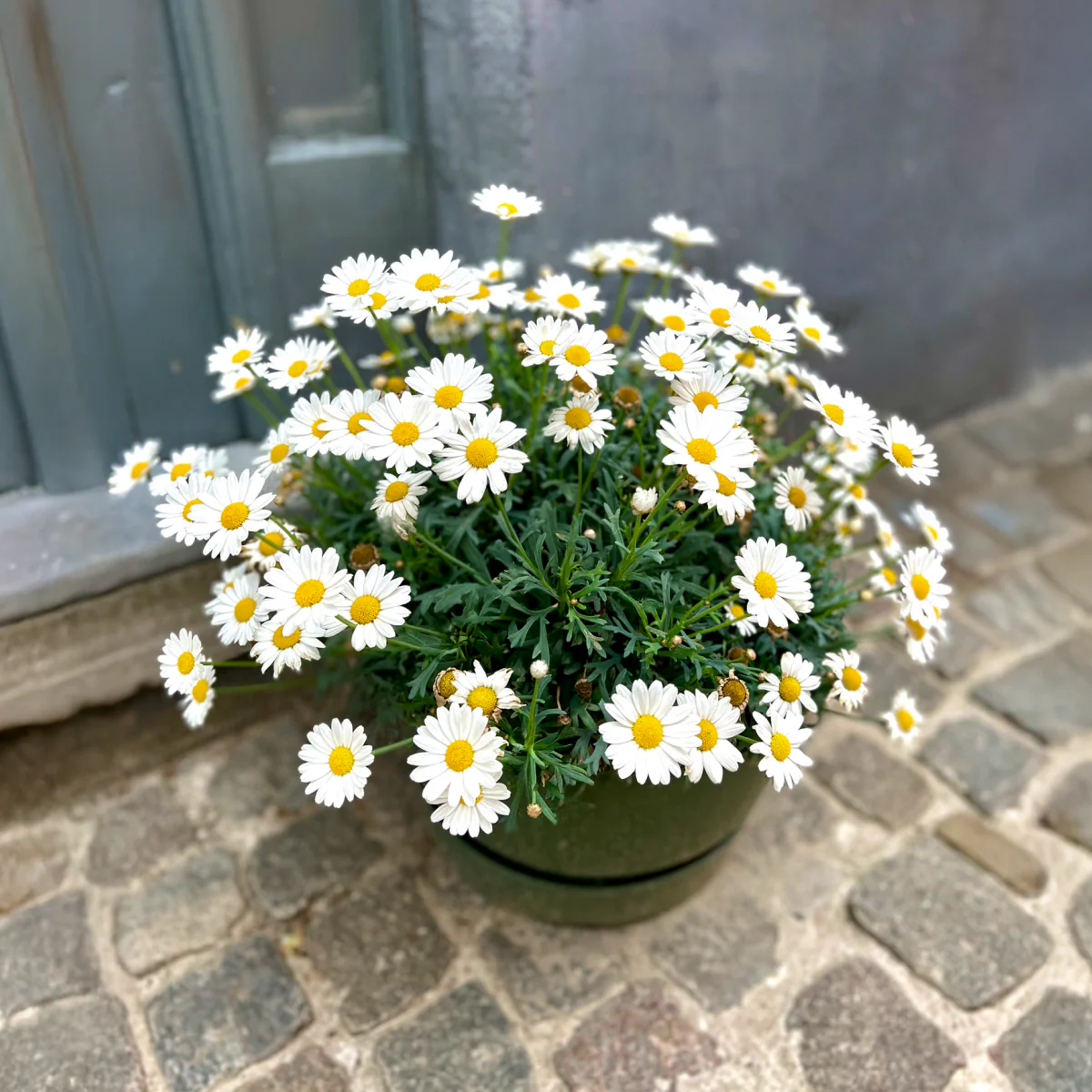 Shortstop™ Shasta Daisy - Image 5