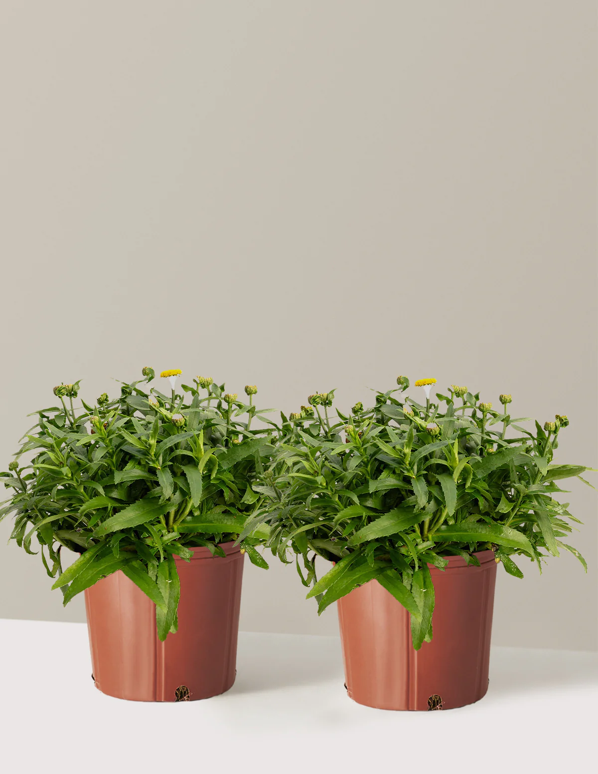 Shortstop™ Shasta Daisy - Image 7