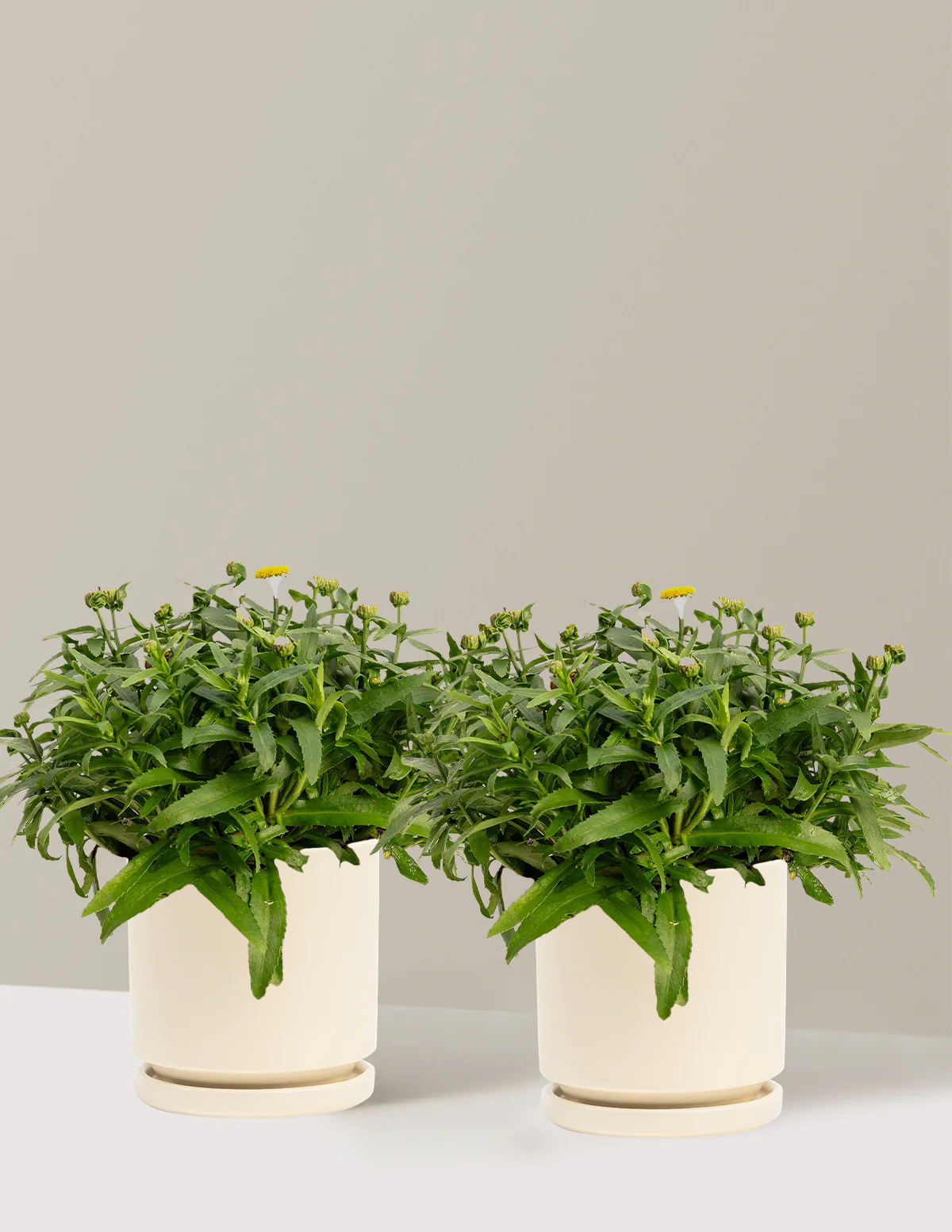 Shortstop™ Shasta Daisy - Image 8