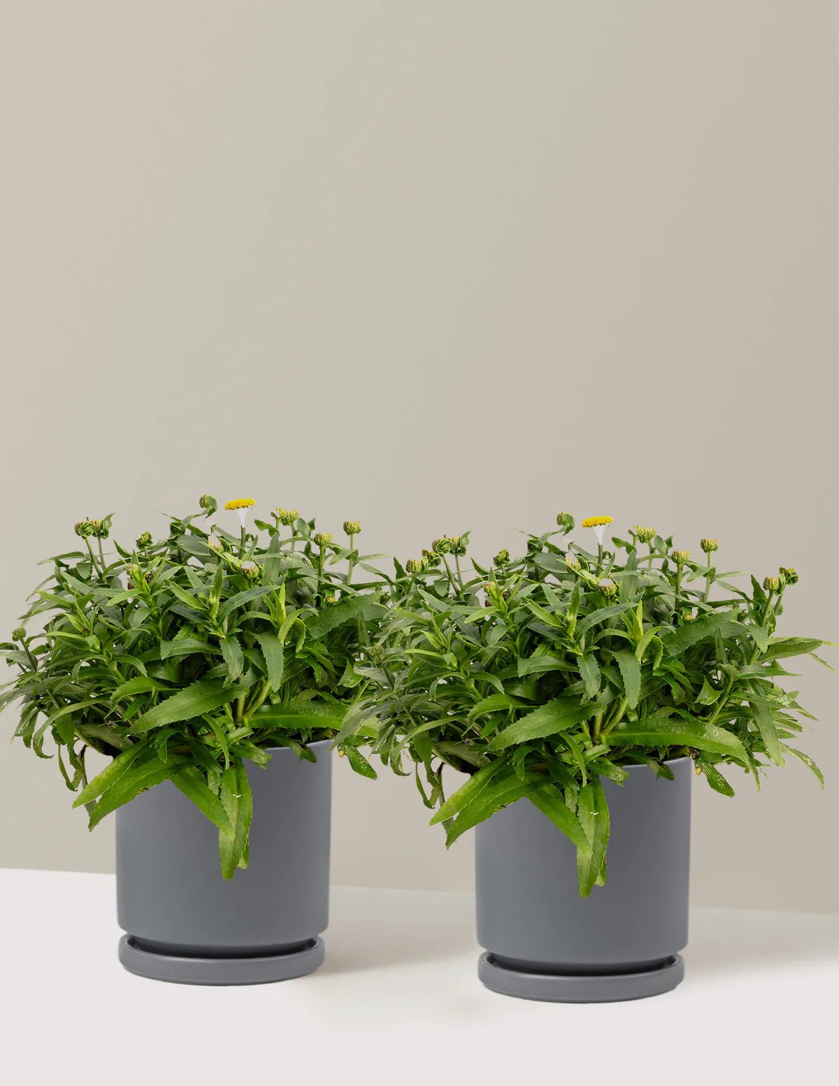 Shortstop™ Shasta Daisy - Image 9