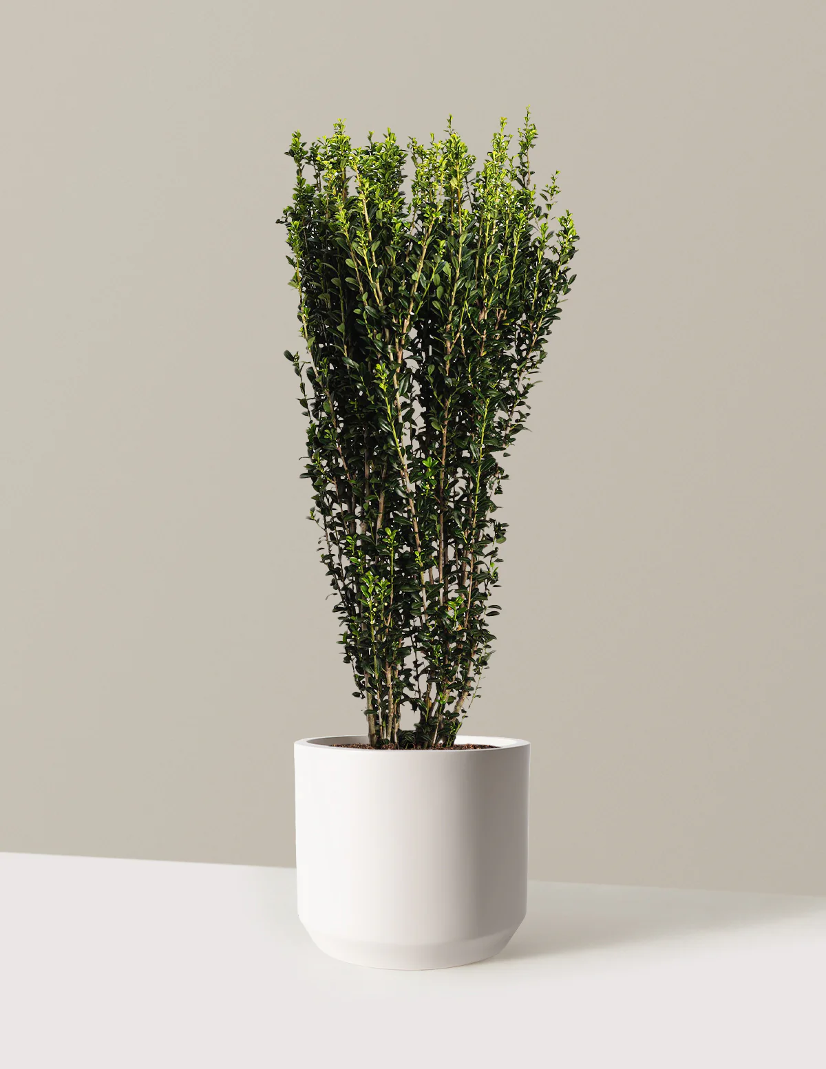 Sky Pencil Holly - Image 11