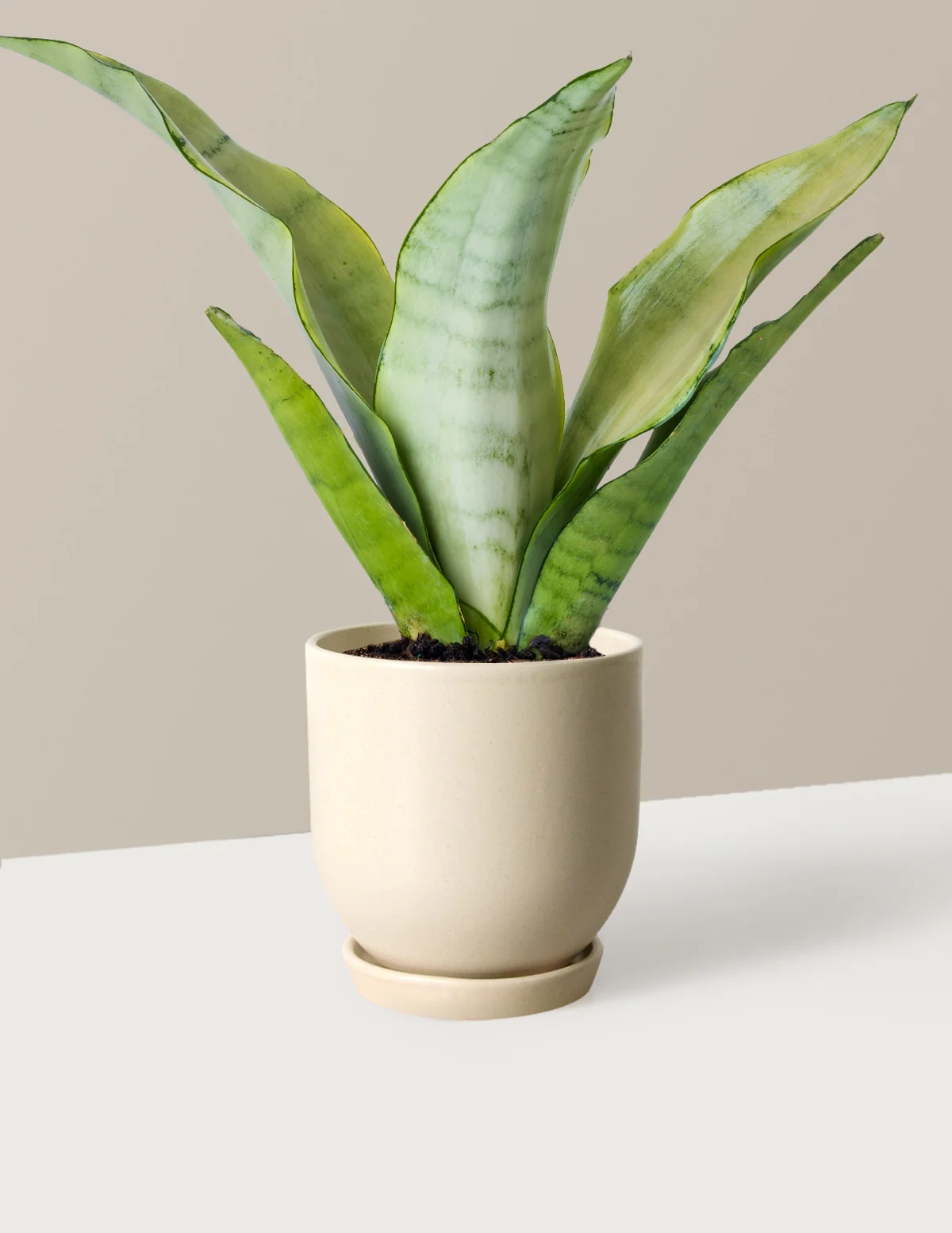 Moonshine Snake Plant - Image 3