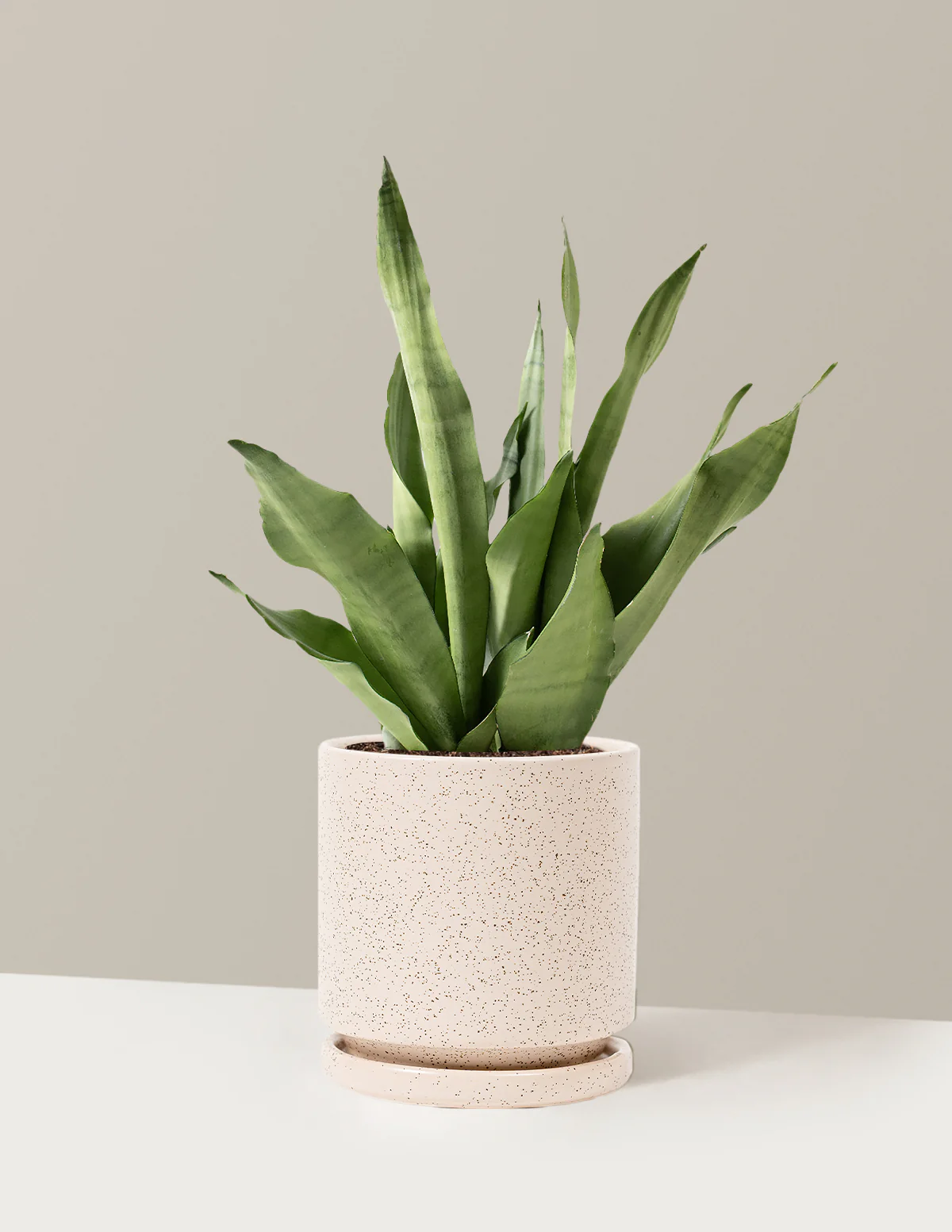 Moonshine Snake Plant - Image 31