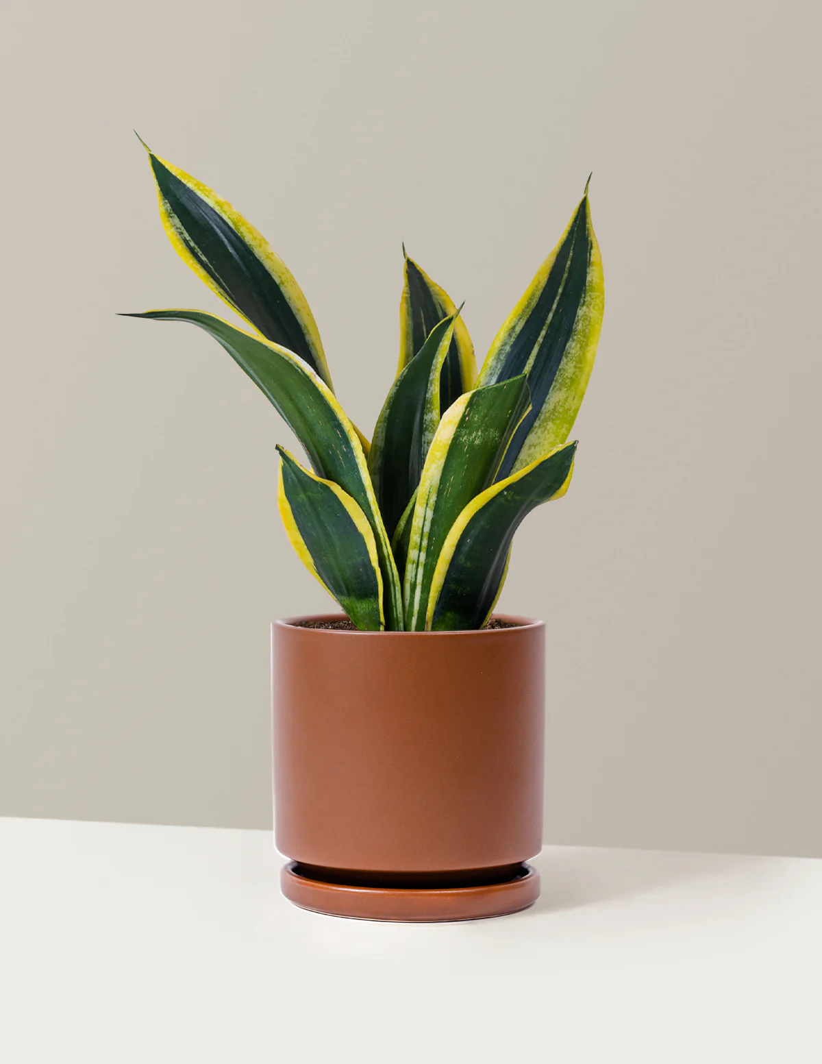 Snake Plant Black Gold - Image 4
