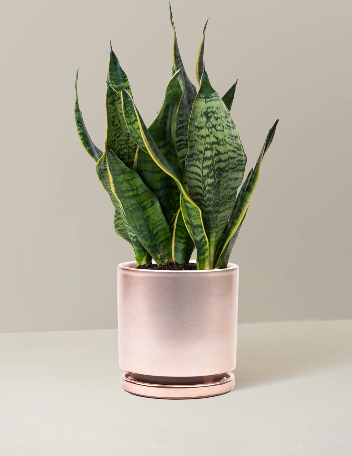 Snake Plant Futura Superba - Image 10