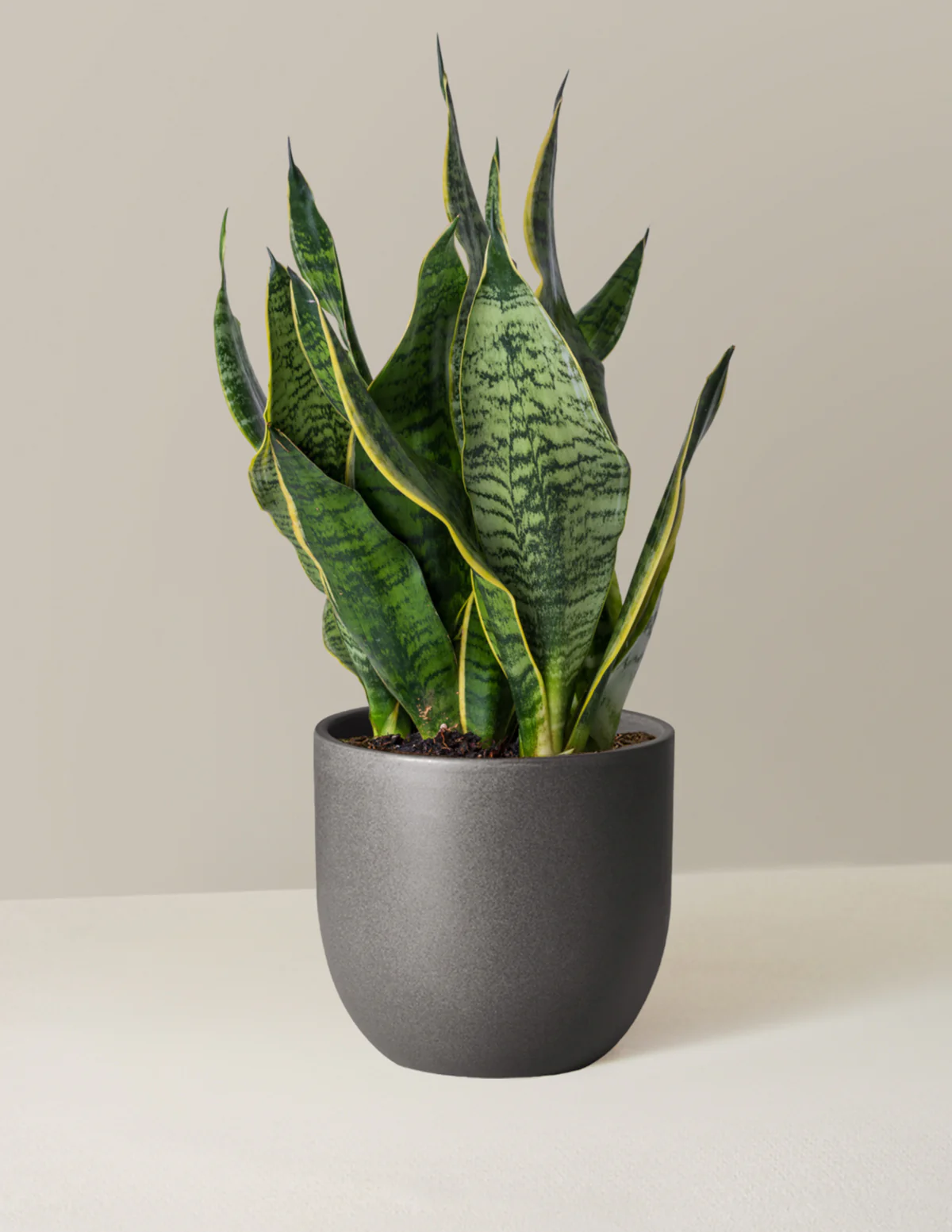 Snake Plant Futura Superba - Image 11