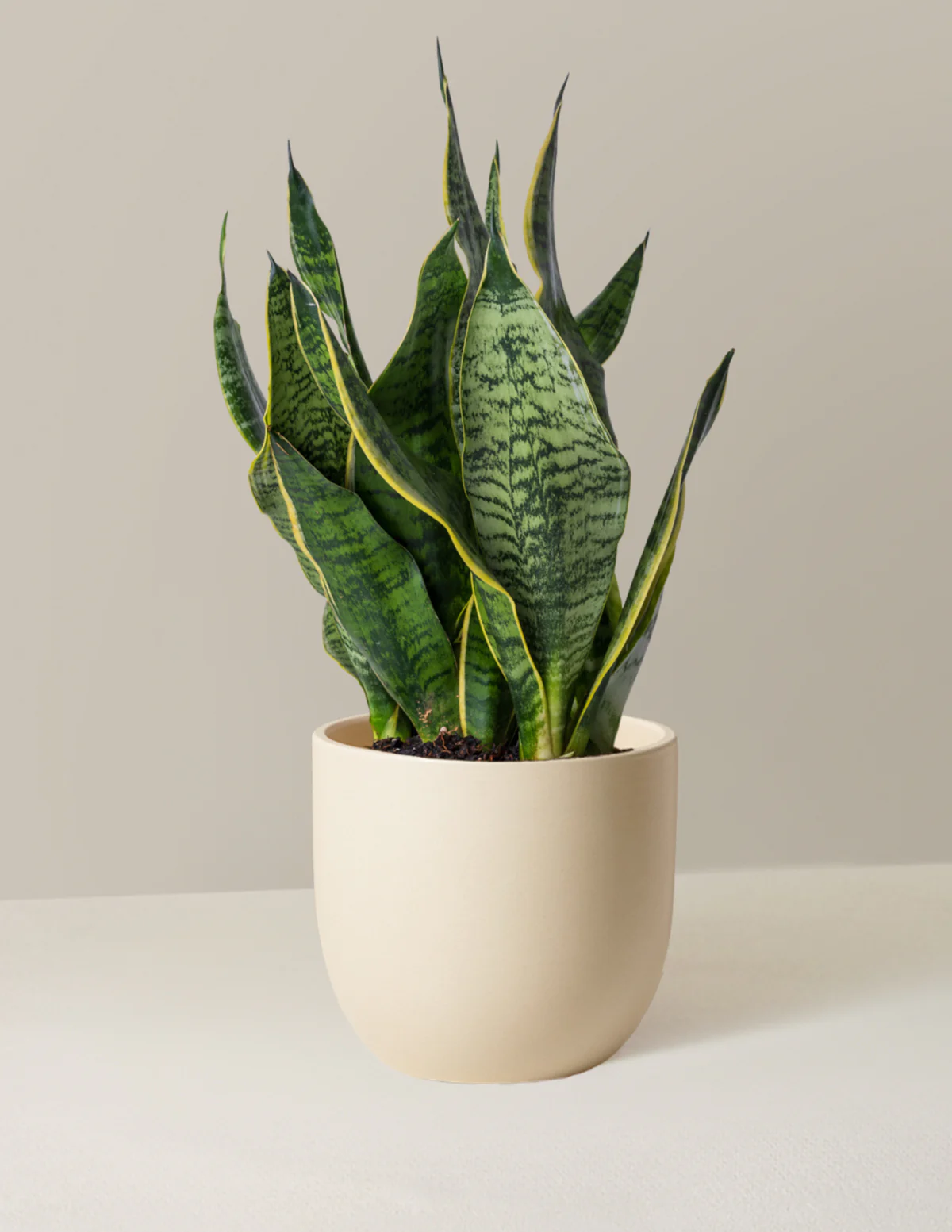 Snake Plant Futura Superba - Image 12