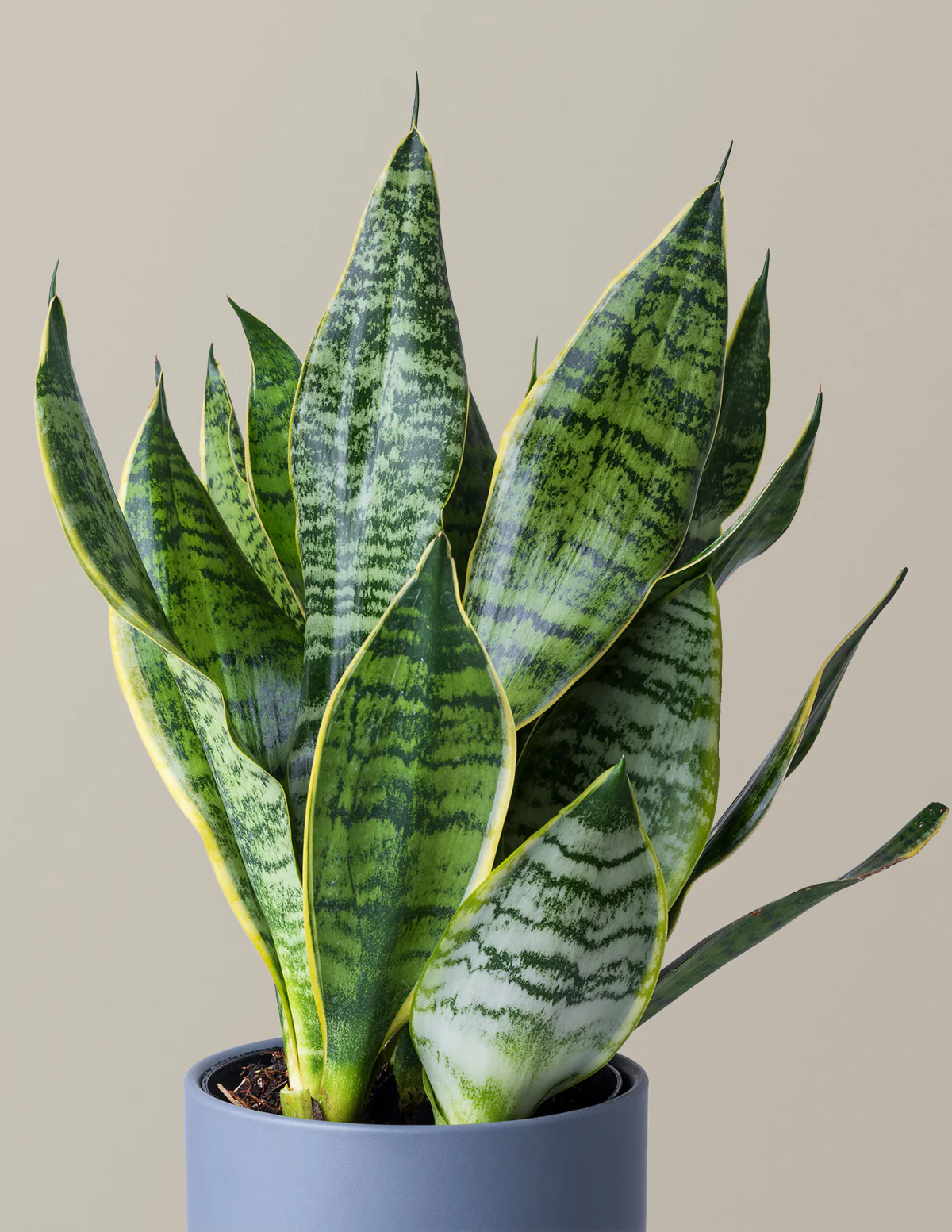 Snake Plant Futura Superba - Image 3