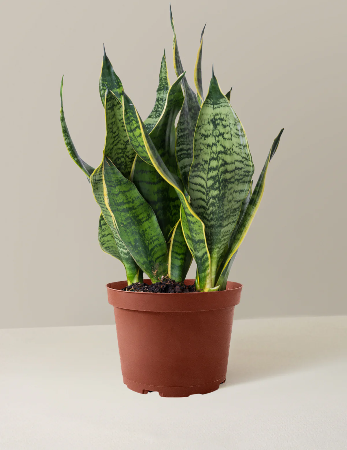 Snake Plant Futura Superba - Image 4