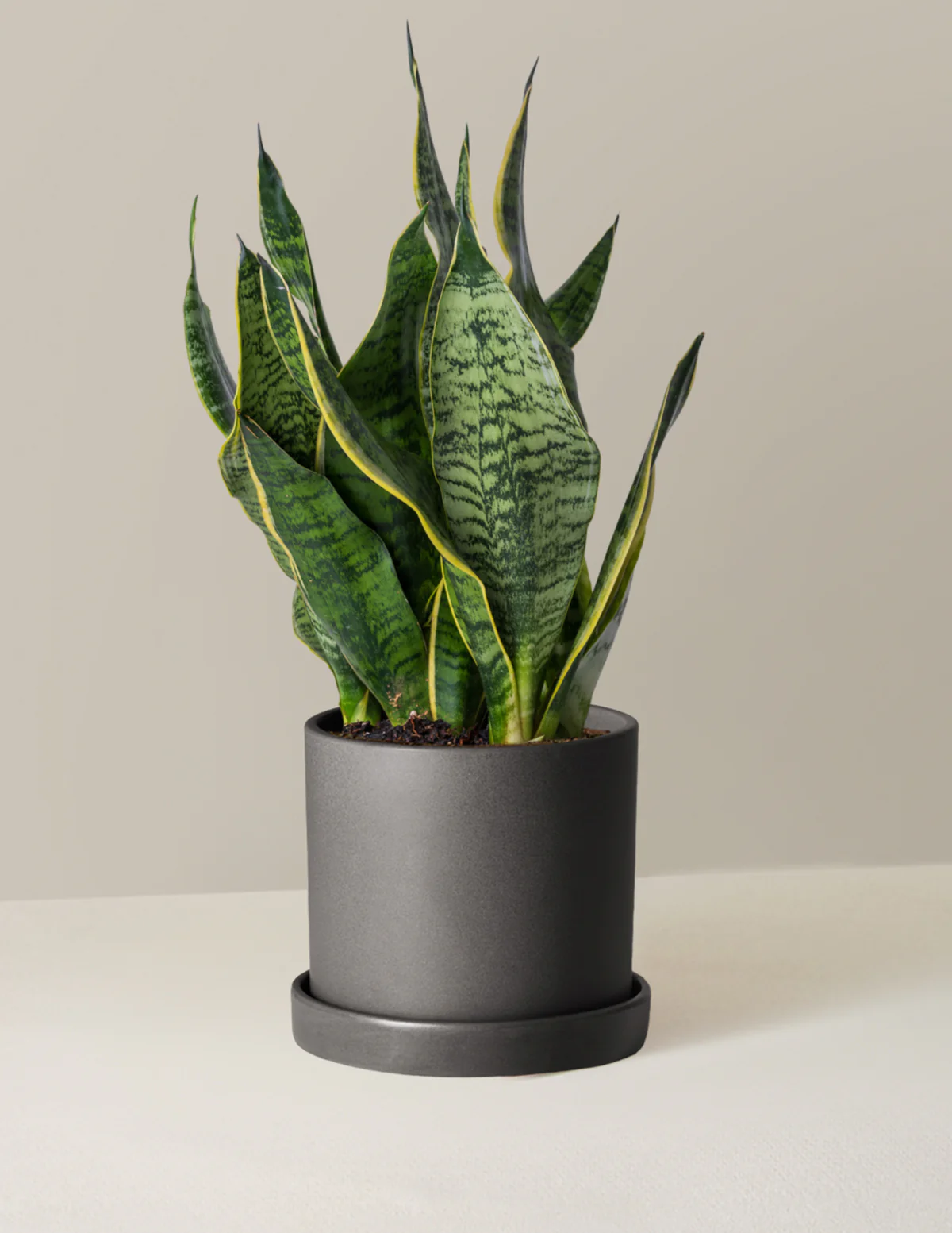 Snake Plant Futura Superba - Image 5