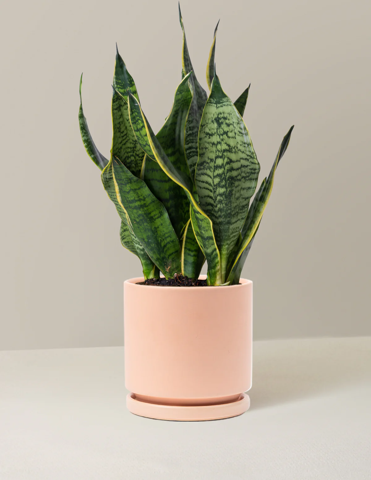 Snake Plant Futura Superba - Image 6