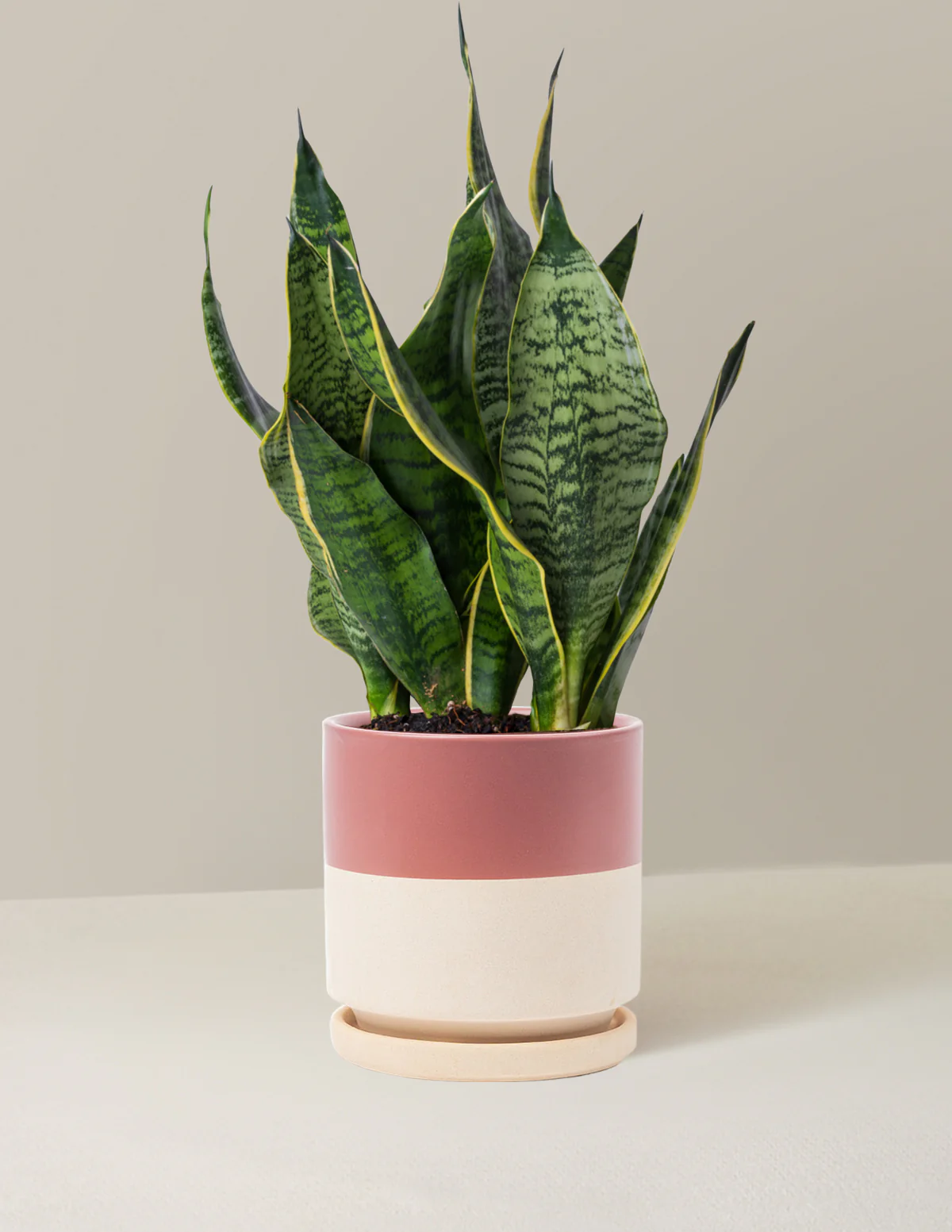 Snake Plant Futura Superba - Image 7