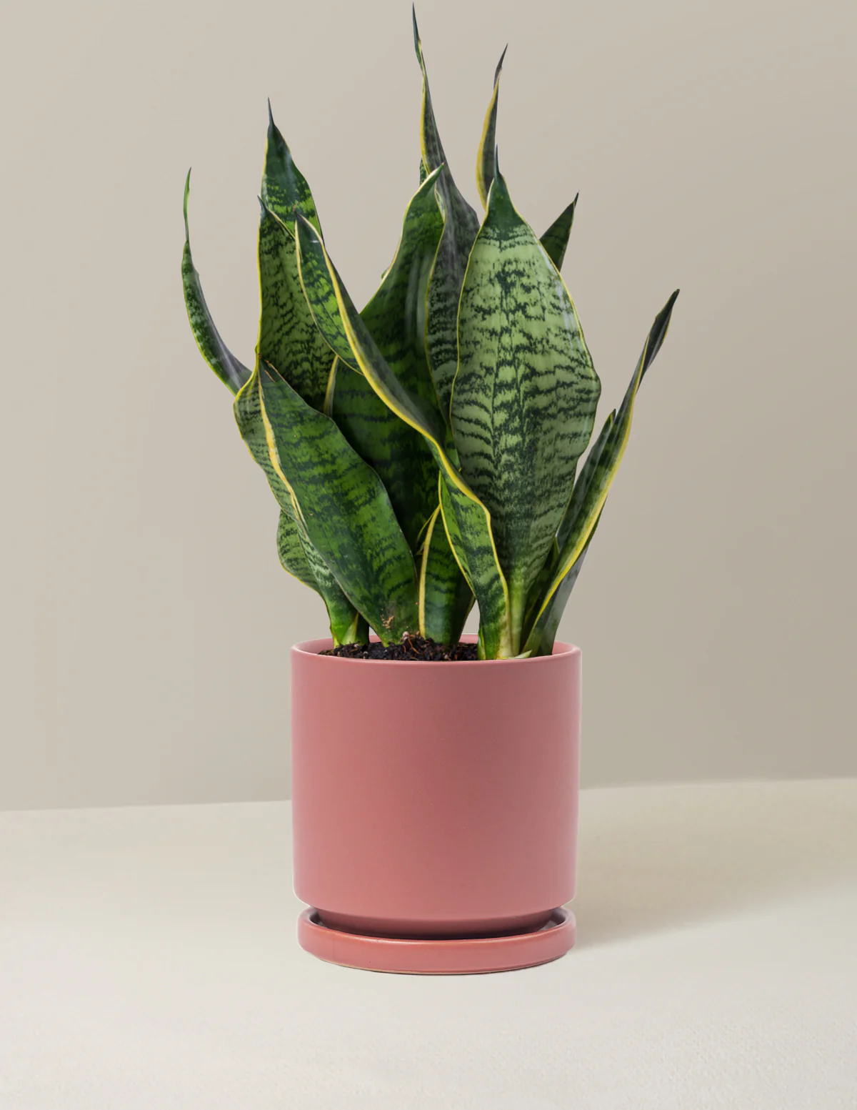 Snake Plant Futura Superba - Image 8