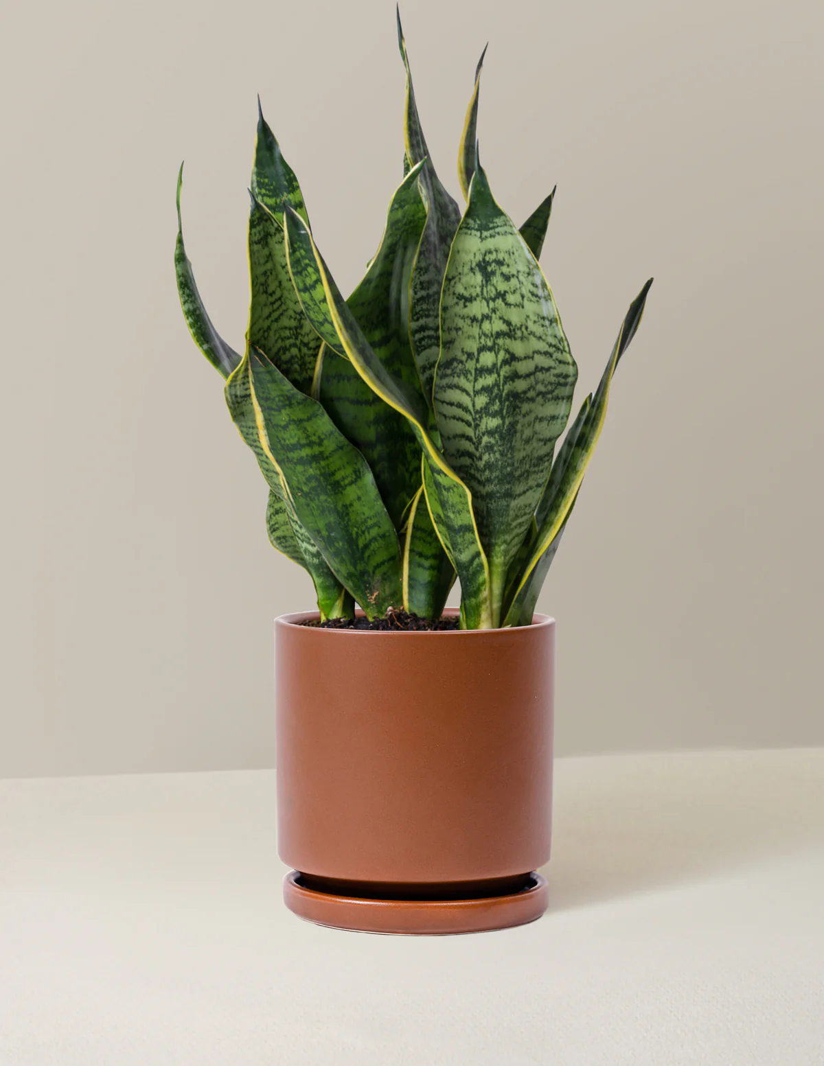 Snake Plant Futura Superba - Image 9