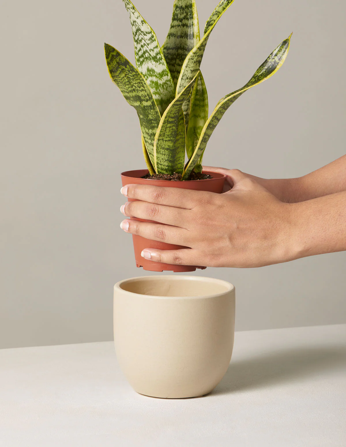 Snake Plant Laurentii - Image 14