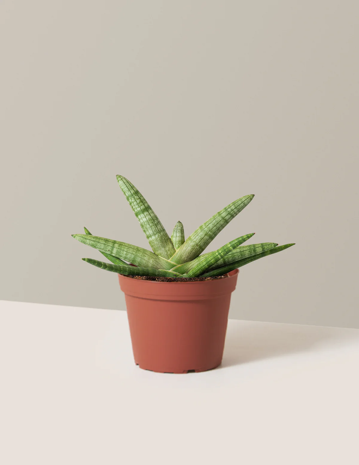 Snake Plant Starfish - Image 10