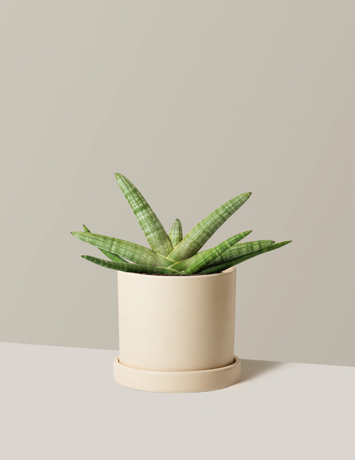 Snake Plant Starfish - Image 12