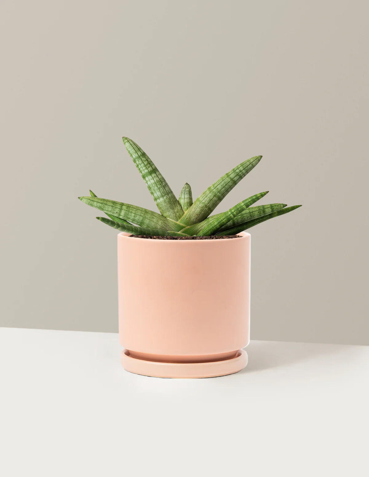 Snake Plant Starfish - Image 15