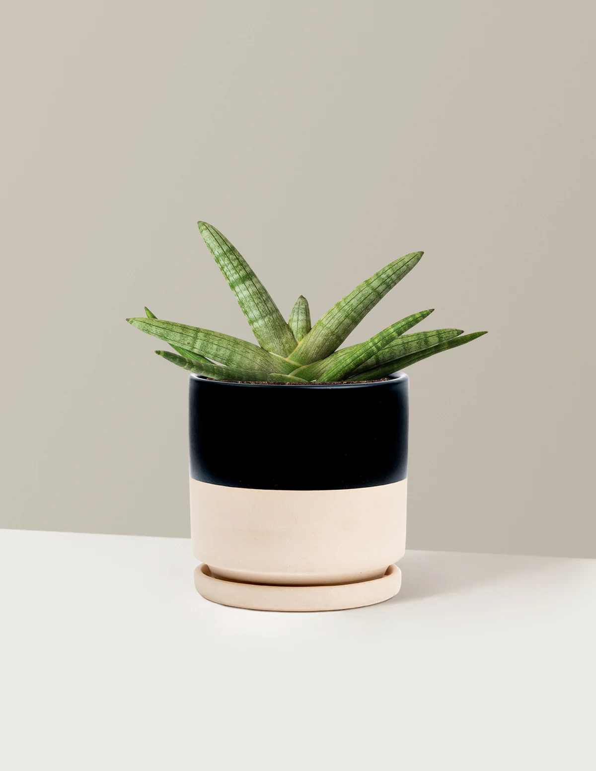 Snake Plant Starfish - Image 20