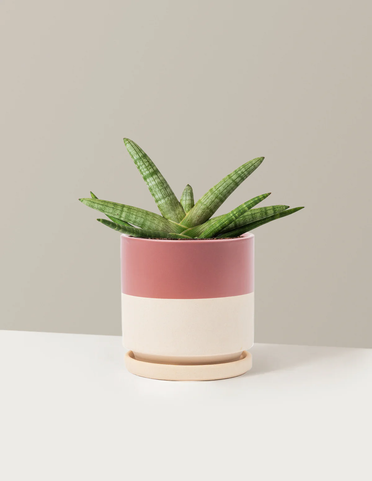 Snake Plant Starfish - Image 21