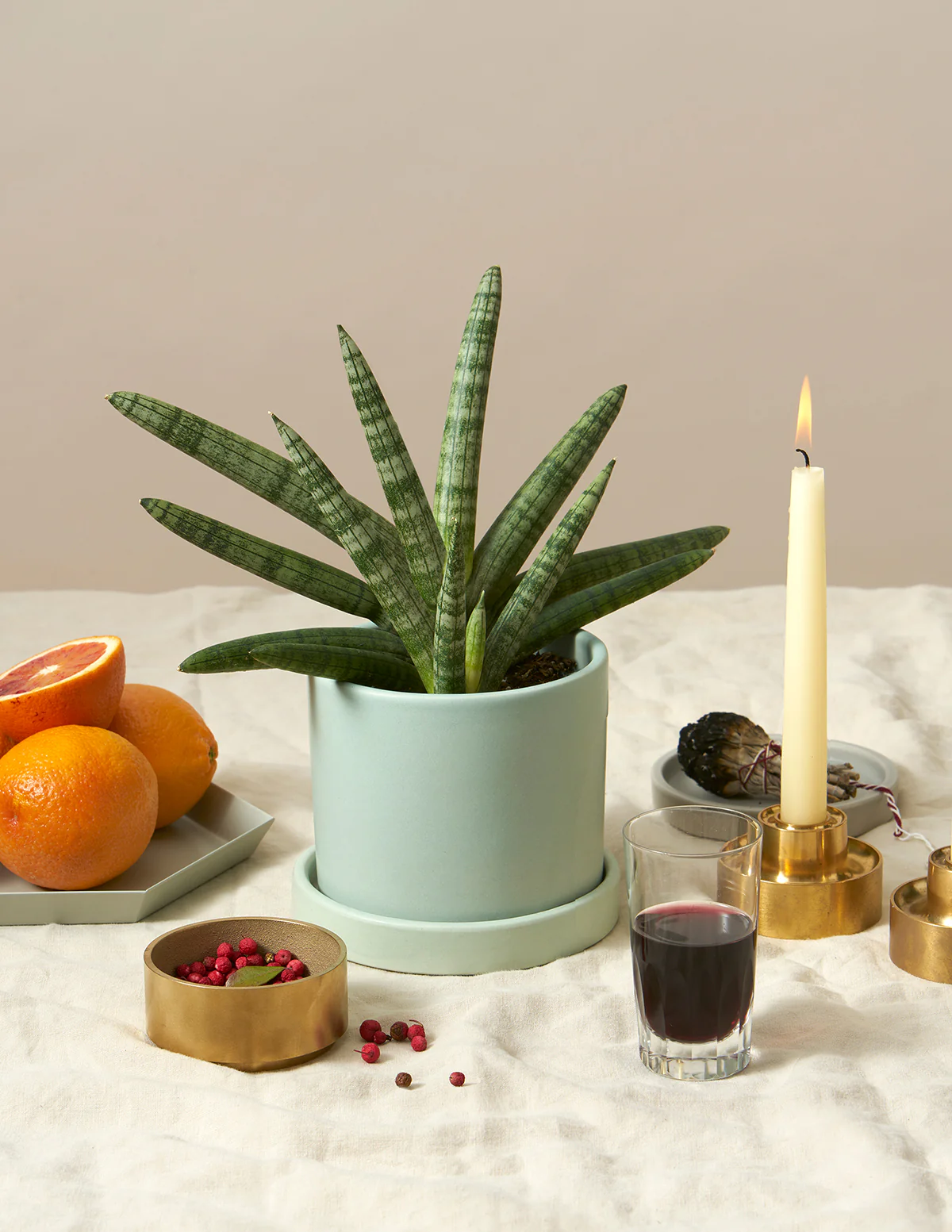 Snake Plant Starfish - Image 3