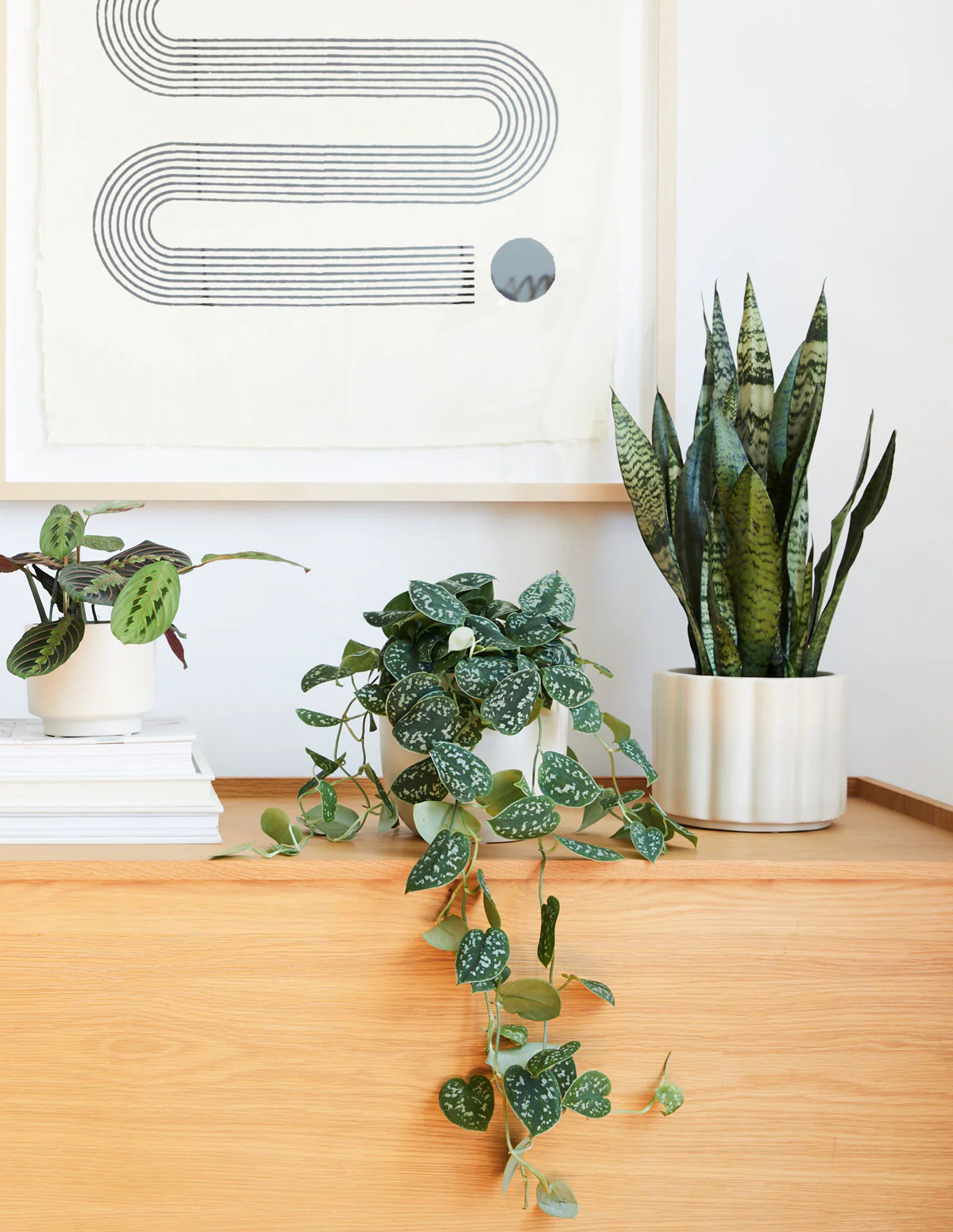 Snake Plant Zeylanica - Image 5